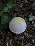 Lemon Drop Bath Bomb with Argan Oil